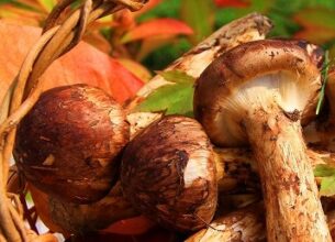 【【9月～10月】食欲の秋　松茸の土瓶蒸し～鮮魚のお刺身～秋の西多摩食材～肉料理他　特撰プラン「もみじ」